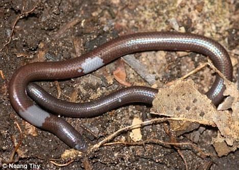 dibamus dalaiensis