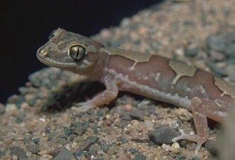 diplodactylus steindachneri