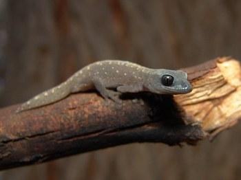 diplodactylus vittatus