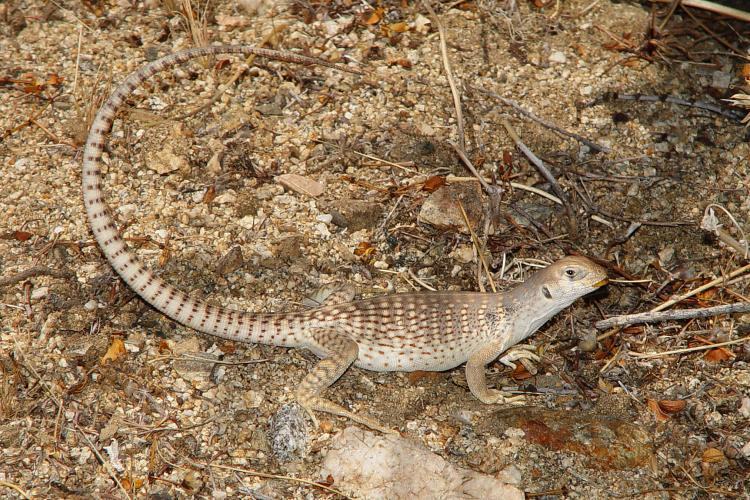 dipsosaurus dorsalis