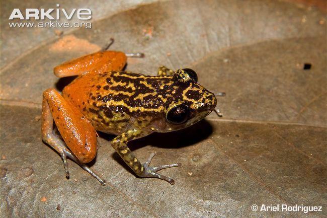 el yunque robber frog