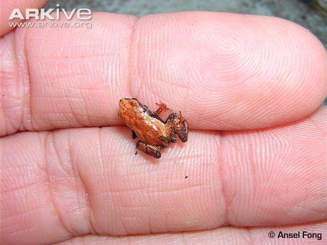 eleutherodactylus cubanus pr