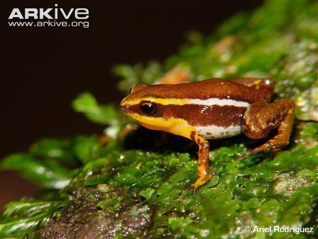 eleutherodactylus limbatus