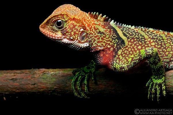 enyalioides laticeps 2