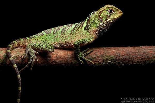 enyalioides laticeps