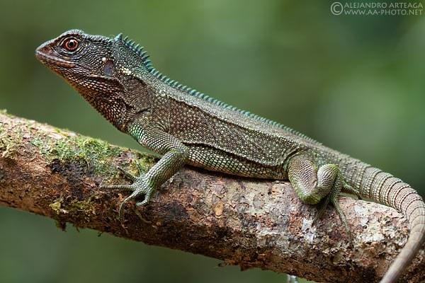 enyalioides rubrigularis