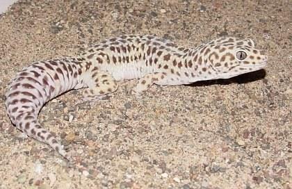 eublepharis macularius adult
