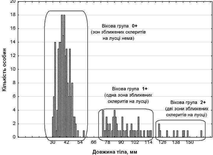Fig. 1. Size and age distribution of examined Perca fluviatilis individuals 2. Analysis of asymmetry measure distributions. In order to use asymmetry with respect to particular characters as a measure of developmental instability, one must verify
