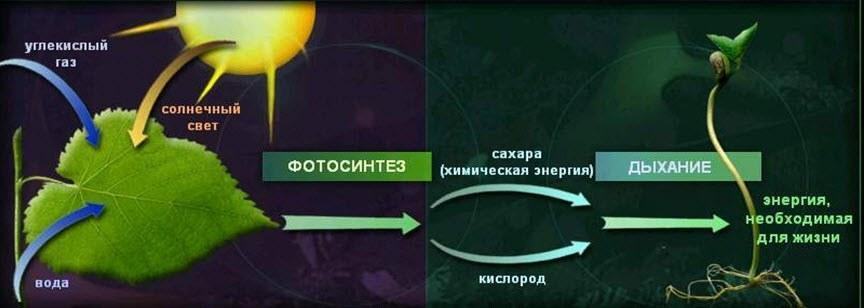 Рис.3 Фотосинтез і дихання Відомі такі проміжки часу,коли були відмічені значні зміни,які супроводжувалися збільшенням рівня О2 та зниженням СО2 в атмосфері. Найбільше зменшення СО2 в атмосфері нашої планети почалося близько 120 мільйонів років