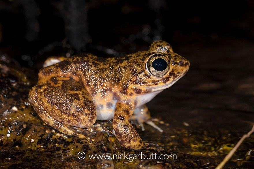 frog stream mantidactylus endemic madagascar 4294