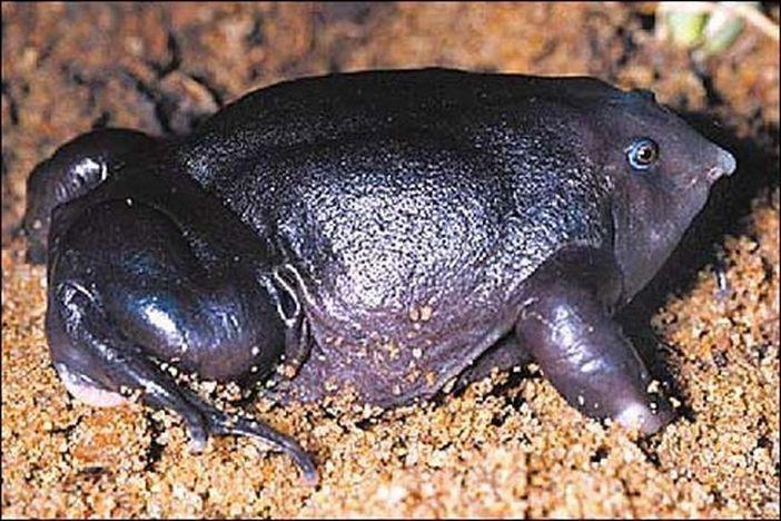frog 05