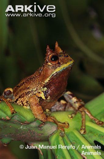 gastrotheca bufona