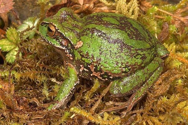 gastrotheca excubitor