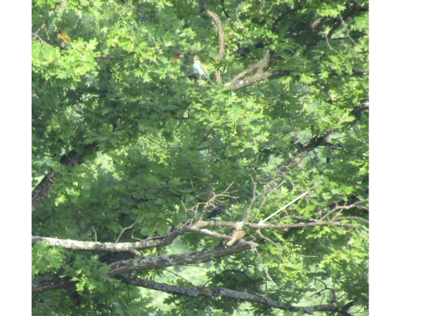 gaydary wood 16
