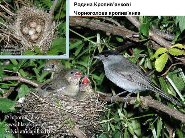 gaydary wood 28