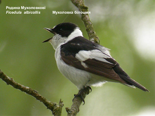 gaydary wood 31