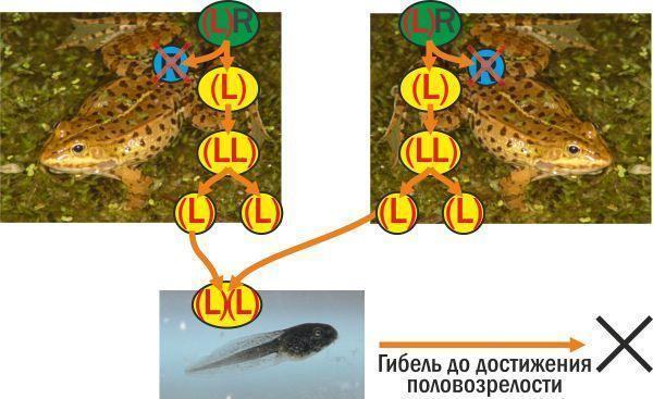 gibridolisis