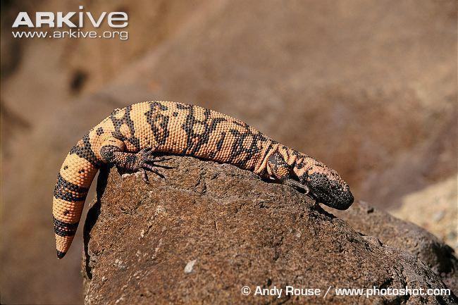 gila monster bathing in sun