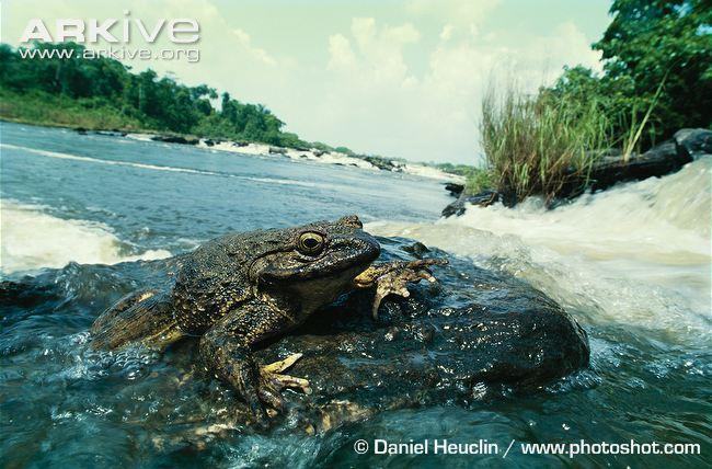 goliath frog on rocks amongst shallow rapids