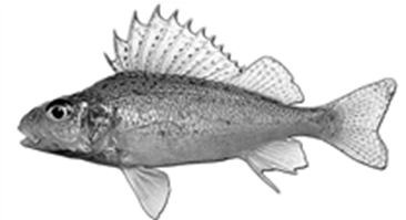 gymnocephalus