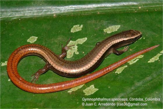 gymnophthalmus speciosus 03000028178 01