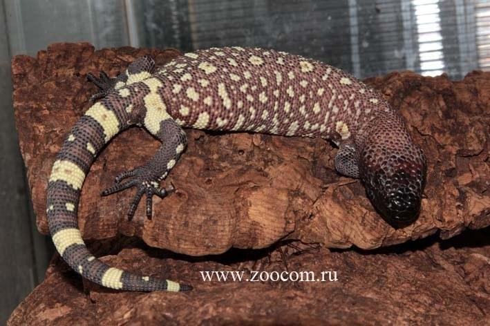 heloderma horridum