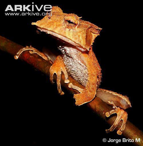 hemiphractus bubalus