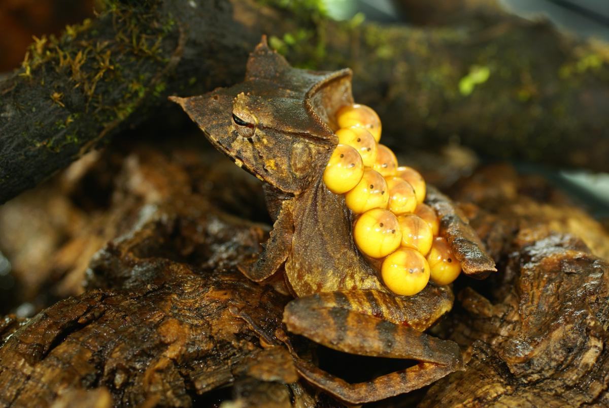 hemiphractus fasciatus