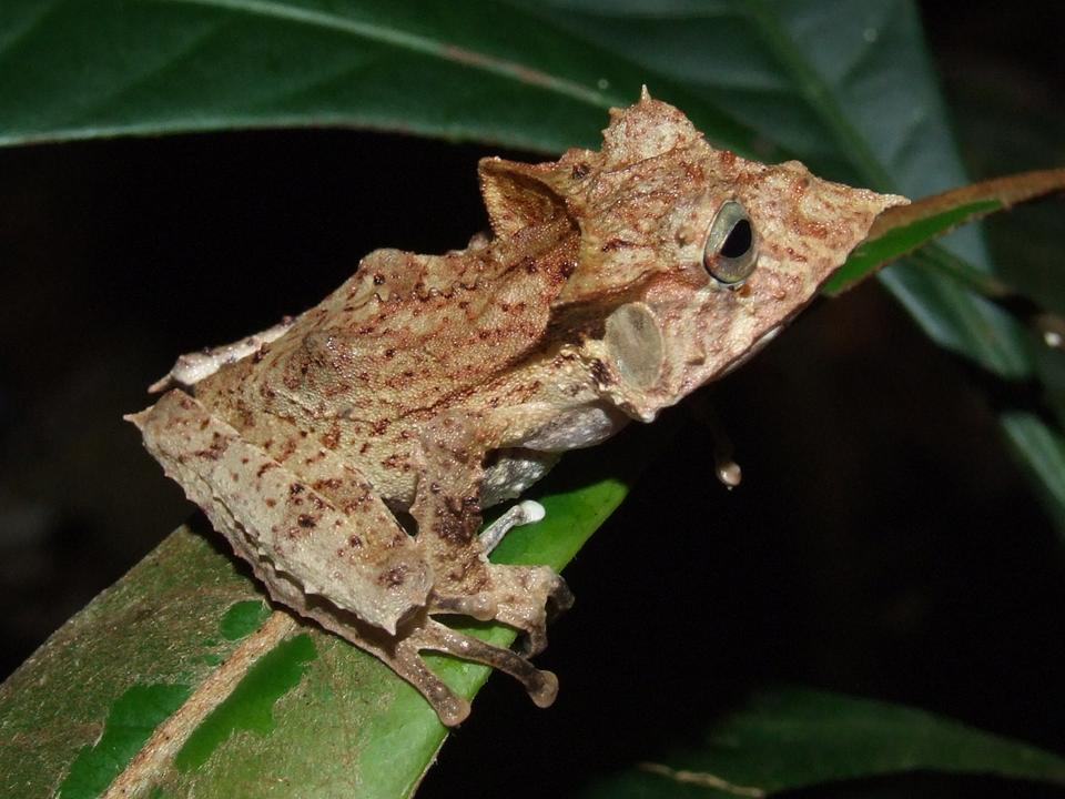 hemiphractus helioi