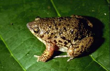 hemisus guineensis