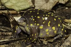 hemisus guttatus