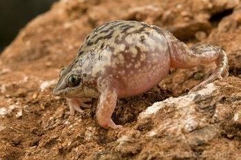 hemisus marmoratus