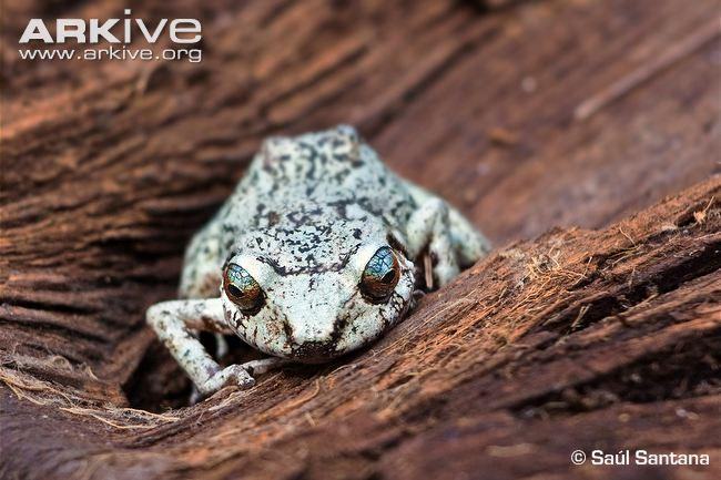 hispaniolan robber frog