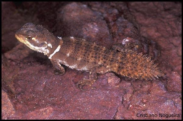 hoplocercus spinosus