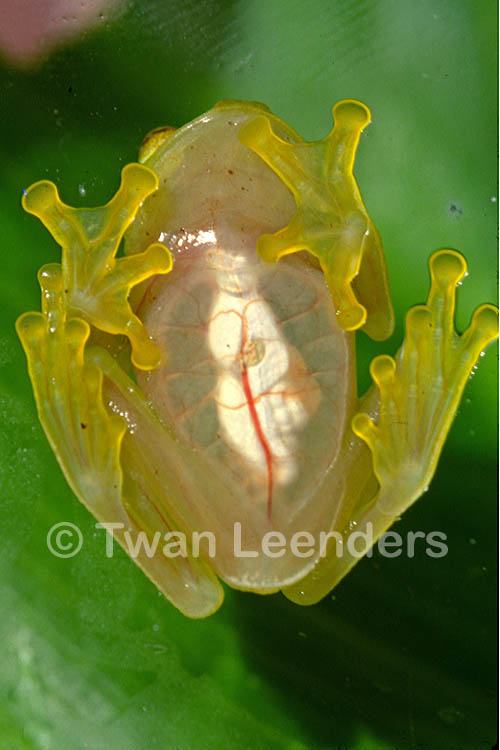 hyalinobatrachium fleischmanni