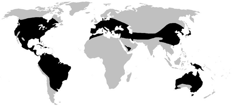 hylidae map