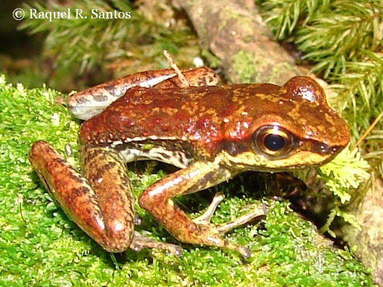 hylodes meridionalis02