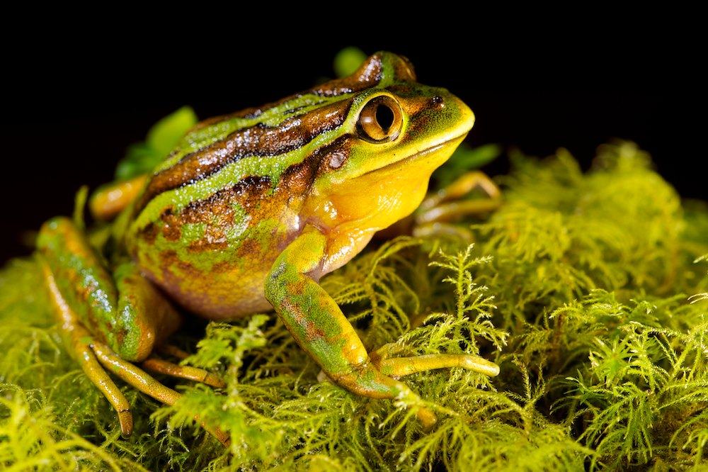 hylorina sylvatica
