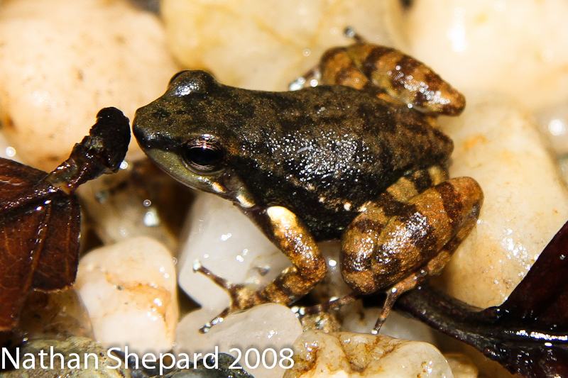 hyloxalus sauli