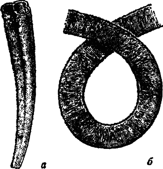 Рис. 5 Немакіт-далдинскі трубчасті копалини а - Anabarites, × 25, б - Sabellidites, × 16 ПОЧАТОК "СПІЛЬНОЇ СКЕЛЕТИЗАЦІЇ" Рухаючись вгору по розрізу від докембрійських порід до кембрійських, виявляють, що порода насичена численними і різноманітним