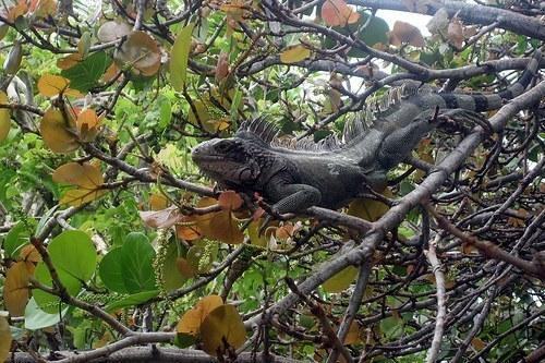 iguana delicatissima