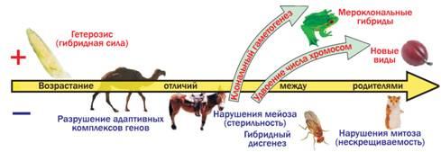 рис. 2). Оскільки їх батьки мають досить серйозні відмінності, у розвитку гібридних жаб можна знайти як прояви гетерозису, так і цілий ряд порушень. Але найдивовижніше — це відтворення гібридів. Перед мейозом вони викидають з клітинного ядра один