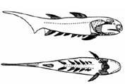 image113