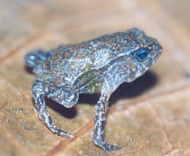 incilius chompipe