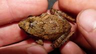 indirana beddomii