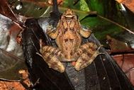 indirana leptodactyla