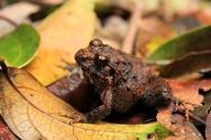 indirana phrynoderma