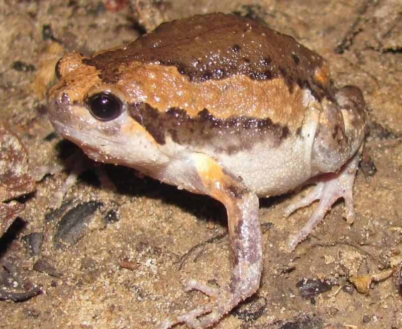 kaloula pulchra 001