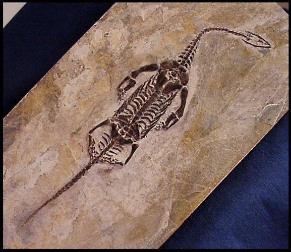 keichousaurus