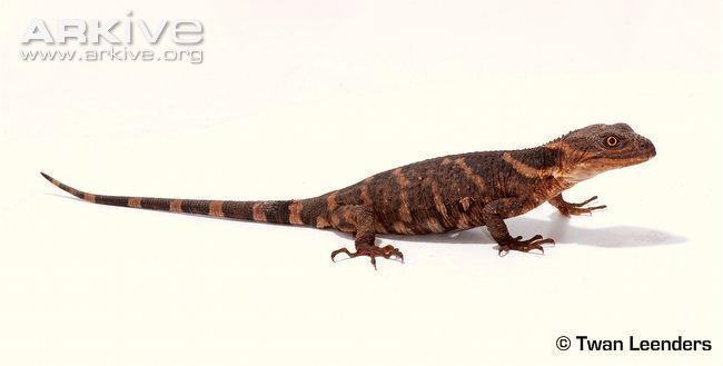 knob scaled lizard